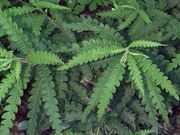 Sweetfern catalog photograph