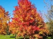 Sweetgum catalog photograph