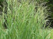 Switchgrass catalog photograph