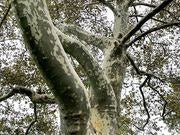 Sycamore catalog photograph