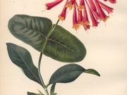 Trumpet honeysuckle catalog photograph