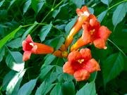 Trumpet vine catalog photograph