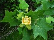 Tulip Poplar — Available Now