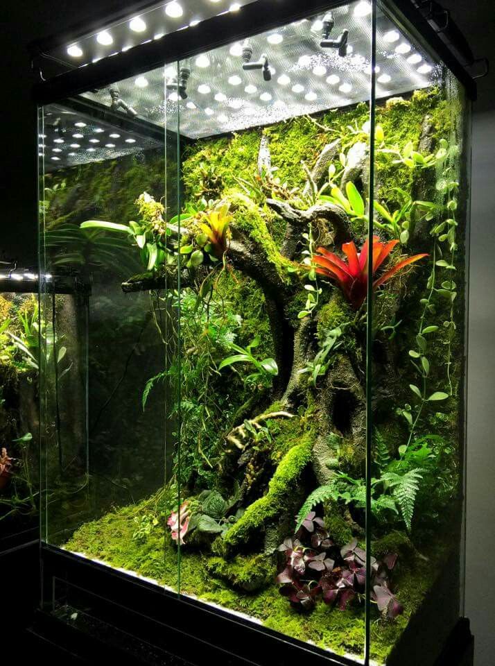Live Moss product photograph