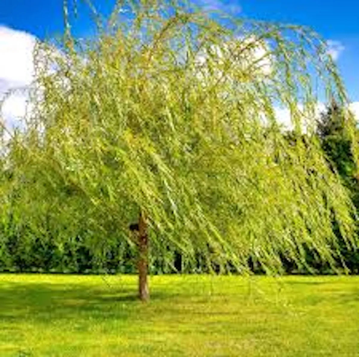 Weeping Willow product photograph