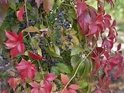 Virginia creeper catalog photograph