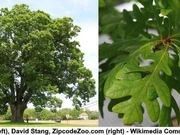 White oak catalog photograph