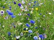 Wildflower meadow mix catalog photograph