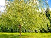 Willow catalog photograph
