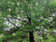 Willow oak catalog photograph