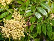 Winged sumac catalog photograph