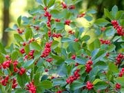 Winterberry holly catalog photograph