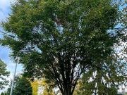 Zelkova catalog photograph